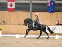 Yeguada Los Siete Reinos, Élevage de Chevaux Pure Race Espagnole