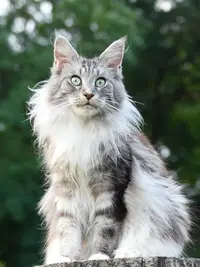 Chatterie Of Wild Kingdom Maine Coon