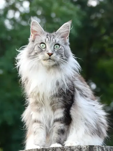 Chatterie Of Wild Kingdom Maine Coon