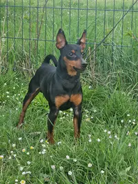 Des Princes Pinscher