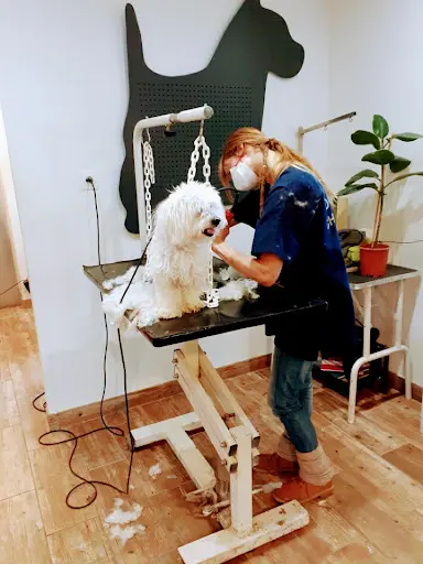 Artisan Toiletteur Chti S Dog