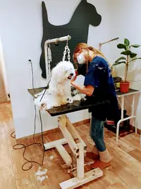 Artisan Toiletteur Chti S Dog