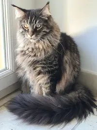 Chatterie de la Hutte aux Coons : Maine Coon