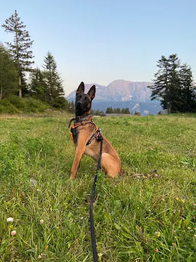 Dog O Poil - Education Canine