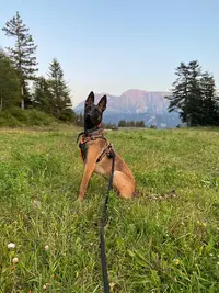 Dog O Poil - Education Canine