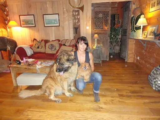 Pension Canine Sans Box - Finistère - Locronan