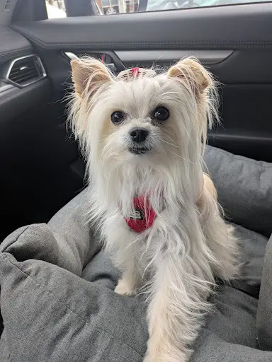 Styl Dog