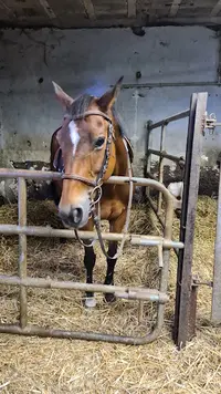 Ecole d'Équitation de Loisey