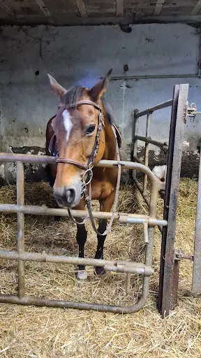 Ecole d'Équitation de Loisey