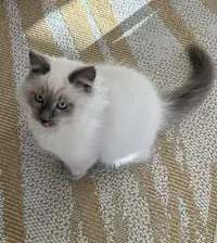 Chatterie des Eglantiers Enchantés