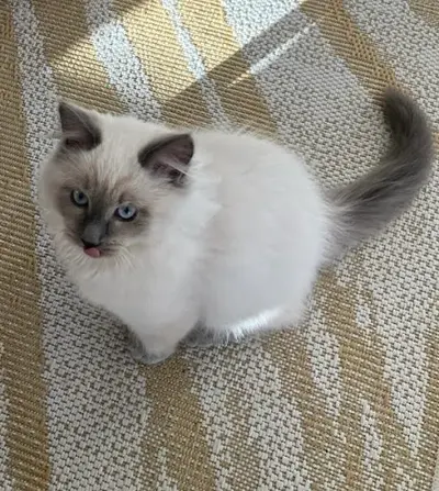 Chatterie des Eglantiers Enchantés