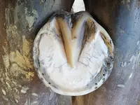 Peterson Maréchalerie