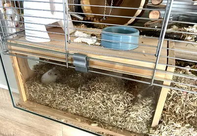 La Ferme du Heckenwald (animalerie)