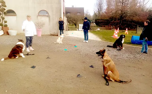 Presta Dog Éducatrice Comportementaliste Canin