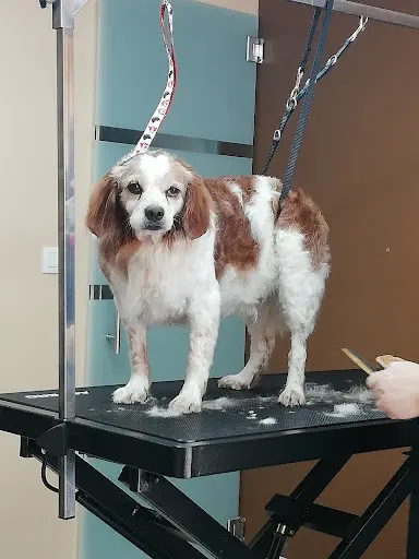 Toilettage Canin O’ 4 Pattes