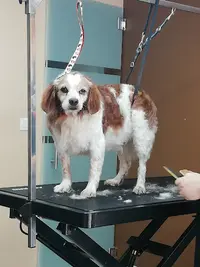 Toilettage Canin O’ 4 Pattes