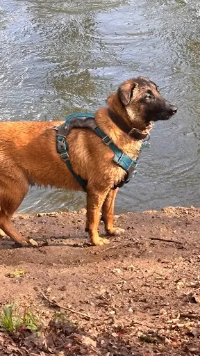 Voyage Avec Ton Chien