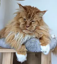 Chatterie Maine Coon des Bos Zamours : Élevages de Maine Coons en Charente Région Nouvelle-aquitaine France