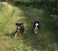 Foret Celine : Éducateur Canin Ardennes Charleville