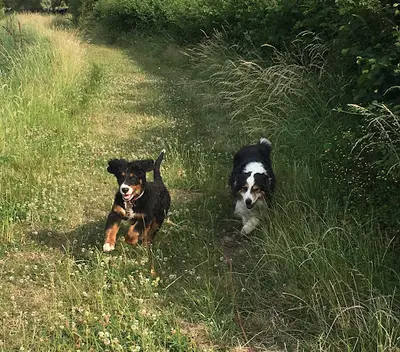 Foret Celine : Éducateur Canin Ardennes Charleville