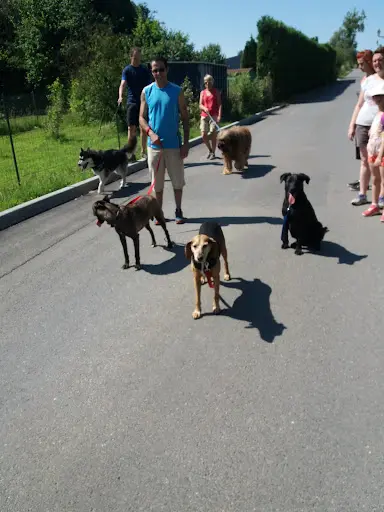 Thullier Angèlique: Comportementaliste Canin/ Éducatrice Canine