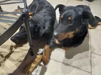 Beaucerons Elevage du Coeur de Loon