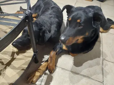 Beaucerons Elevage du Coeur de Loon