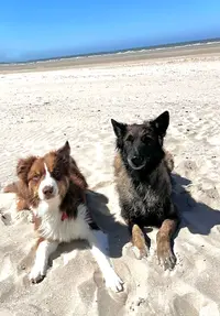 Doggy’cation – Éducation & Comportement Canin À Loos