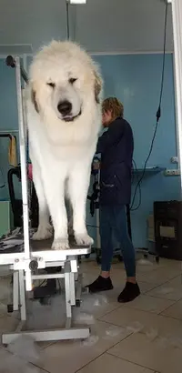 Cani Calin