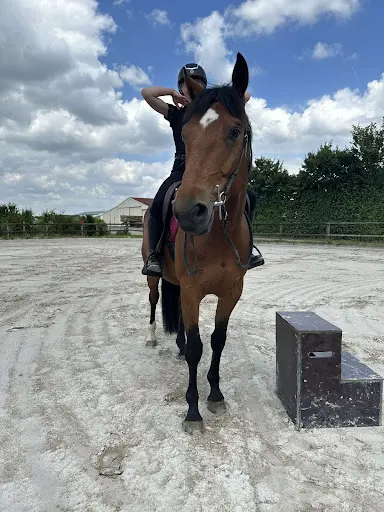 Écuries de la Gohelle : Pension de Chevaux