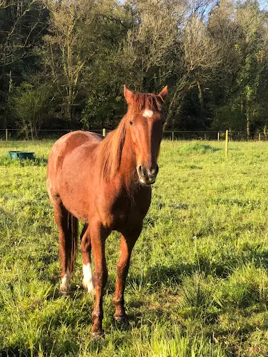Gite Equestre du Dourdu