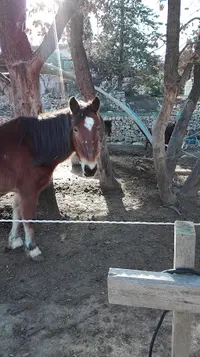 Poney Club Lorgues