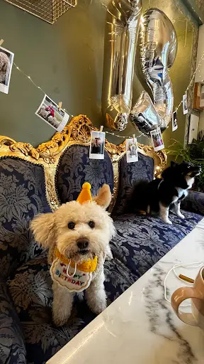 Altesses | Salon de Toilettage | Pet Store Café