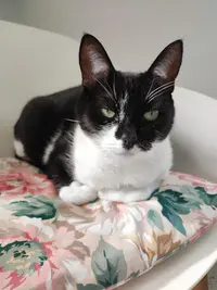 Miaoumotel - Hôtel & Boutique Pour Chats