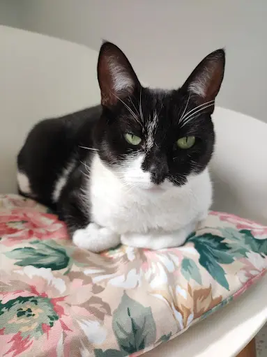 Miaoumotel - Hôtel & Boutique Pour Chats