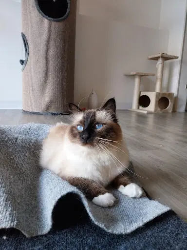 Moustache & Ronron, Hôtel et Boutique Pour Chats- Pension Féline Dans le Morbihan