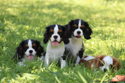 Elevage des Légendes du Sud / Cavalier King Charles et Shih Tzu