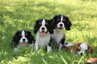 Elevage des Légendes du Sud / Cavalier King Charles et Shih Tzu