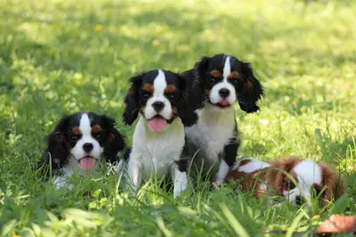Elevage des Légendes du Sud / Cavalier King Charles et Shih Tzu