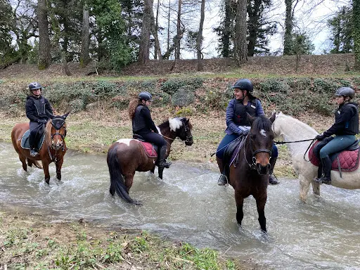 Les Poneys d'Oriole