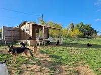 Peace And Dog S
