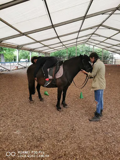 Poney Lormontais