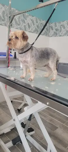 Salon de Toilettage Dog Paradise Lorris