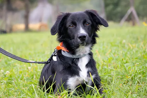 La Solution Canine du Conflent