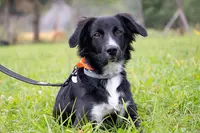 La Solution Canine du Conflent