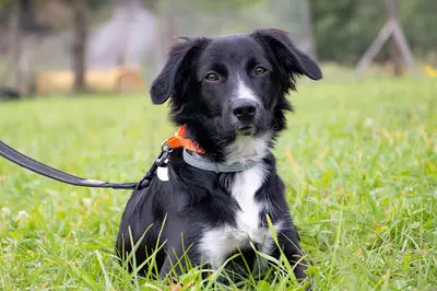 La Solution Canine du Conflent