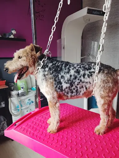m'T Chiens et Chats