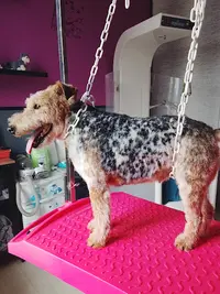 m'T Chiens et Chats