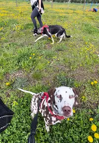 Mialou À la Rescousse : Éducateur Comportementaliste Canin