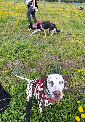 Mialou À la Rescousse : Éducateur Comportementaliste Canin
